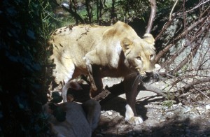 lion-3yjw