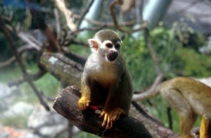 monkey-306