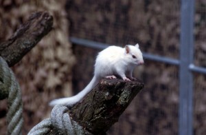 mouse-390
