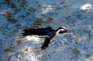 penguin-3al5