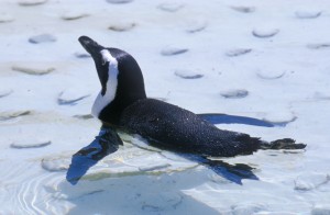 penguin-g9f1