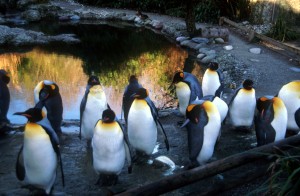 penguins-zoo-3xh