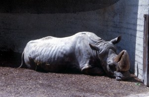 rhino-638