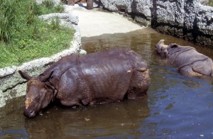 rhinoceros-3lx2
