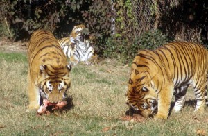 tiger-876