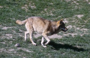 wolf-1asd