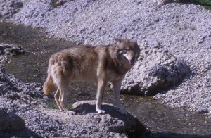wolf-nj5r