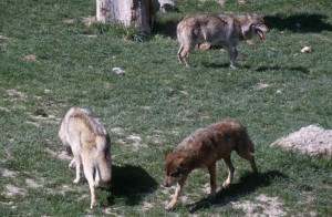 wolves-i6v