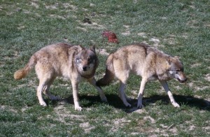 wolves-zx3