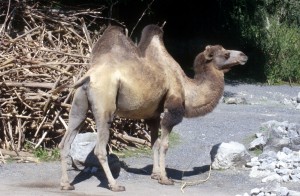 zoo-002