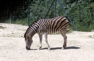 zoo-003