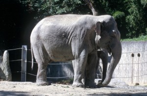 zoo-004