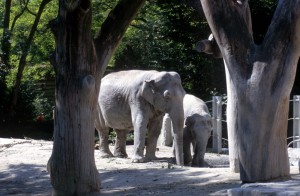zoo-005