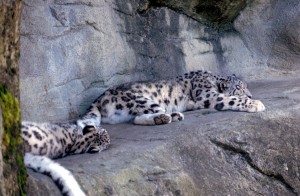 zoo-006