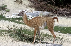 zoo-007