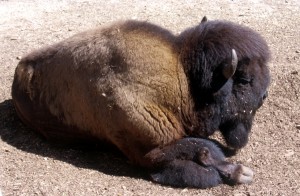 zoo-008