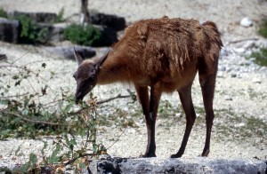 zoo-018