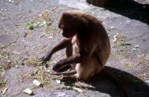 zoo-019
