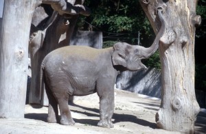 zoo-022