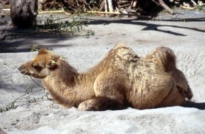 zoo-024