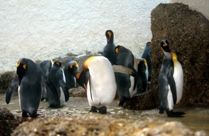 zoo-025