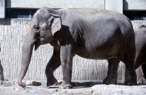 zoo-028
