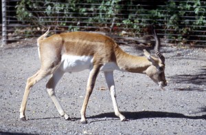 zoo-029