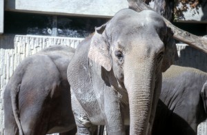 zoo-030