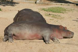 Hippo images