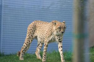 alonecheetahpicture