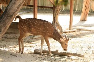 babyroedeerphotos