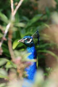 beautifulpeacock