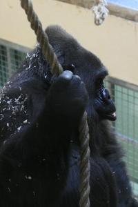 blackmalegorilla