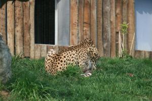 bodyofcheetah