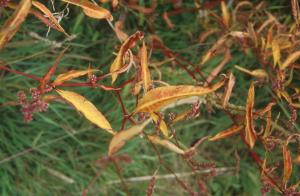 brown-leaves-658j