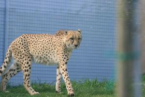 cheetah