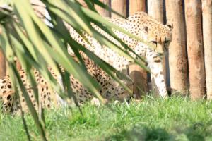 cheetahhiddeningrass