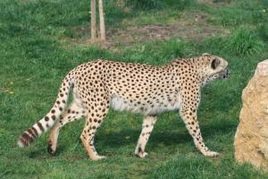 cheetahsdots