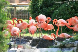 flamingoflock