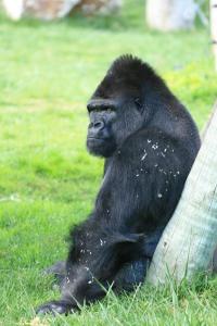 gorillaimagine