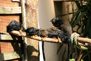 groupofmonkeyspictures