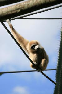 hangingmonkey
