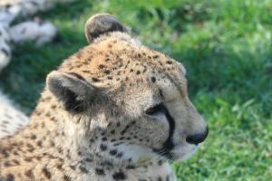 headofcheetah