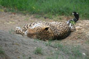jaguar
