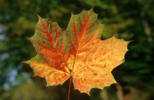leaf-photo-e0mq