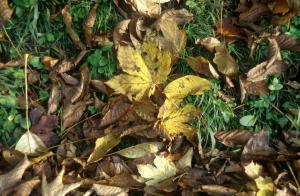 leaves-ground-g7j4