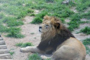 lion