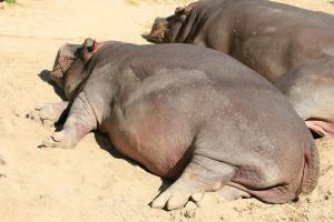 lyinghippopotamus