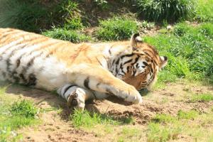 lyingtiger