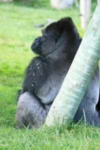 male gorilla